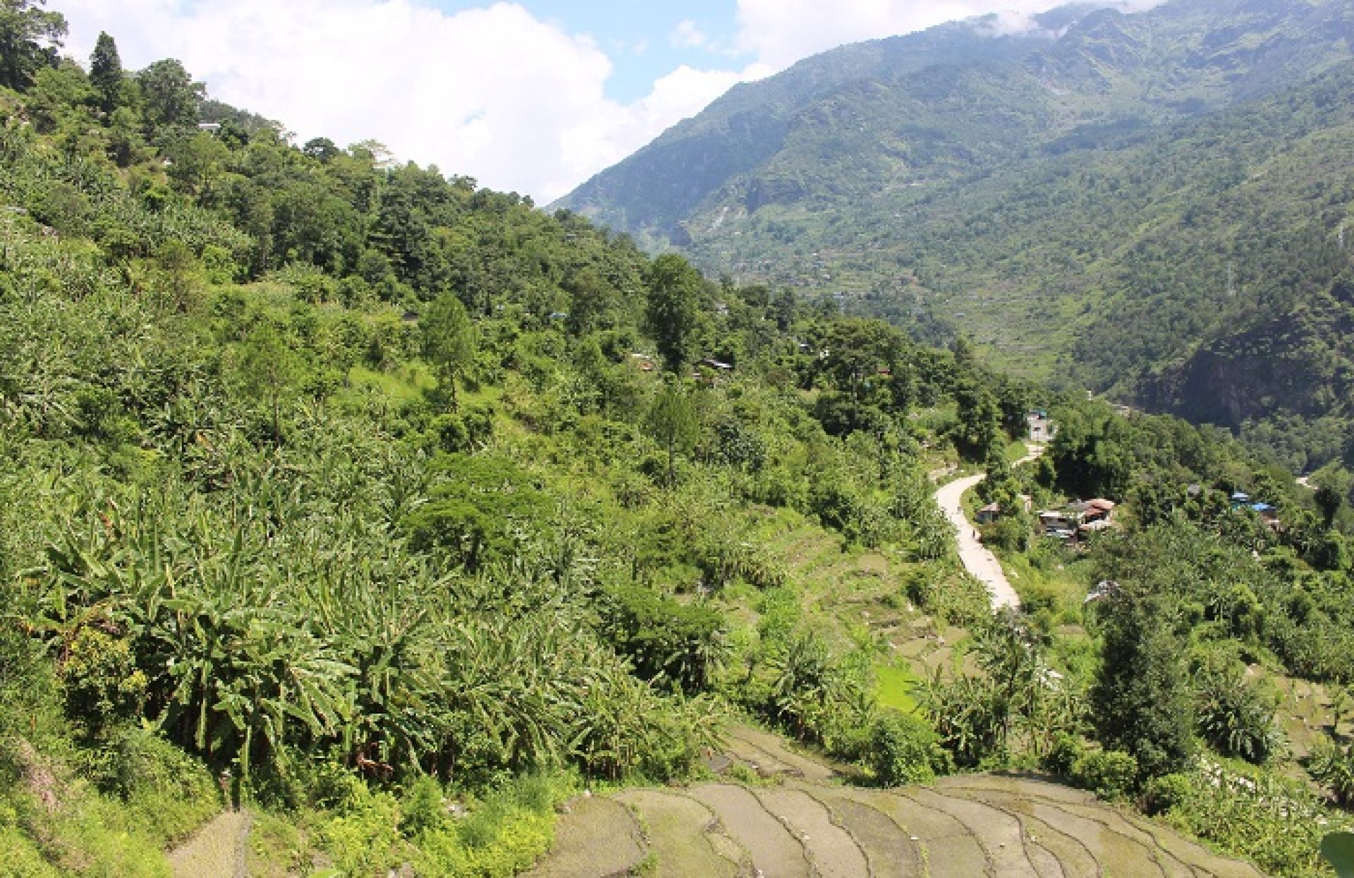विदेशको मोह त्यागेर स्वदेशमै क्रान्तिः पाखाबारीको केराखेतीबाट १५ लाखसम्म आम्दानी !